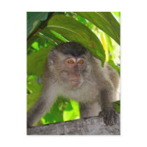 Monkey Macaque postcard #2 by Rebecca_Reeder Monkey Macaque postcard #2