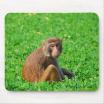 Chinese macaque monkey from Sanya 