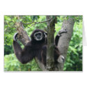 monkey on tree 1 cards by Yarijik monkey on tree 1 cards