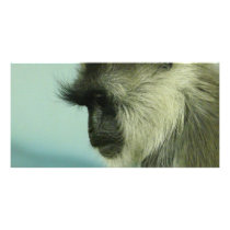 monkey photo cards