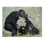 Monkey Postcard