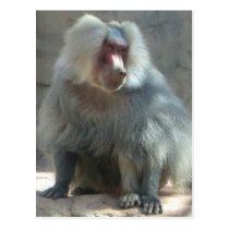 Monkey postcards