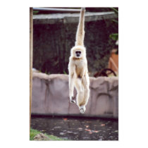Monkey posters