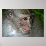 Monkey Print