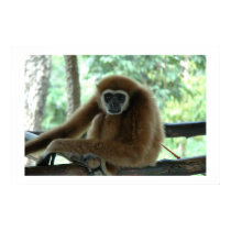 Monkey posters
