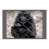 Monkey posters