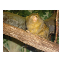 monkey print