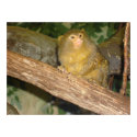 monkey print by faithnoga monkey print
