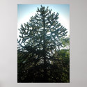 Monkey Puzzle Print