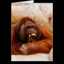 Monkey yelling cards