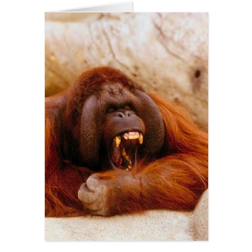 Monkey yelling card Zazzle