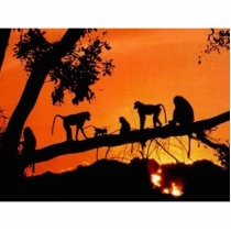 Monkeys In The Sun photo sculptures by USPrimateRescue Monkeys In The Sun photo sculptures
