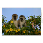 Monkeys in Tree Cards