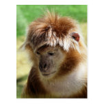 MONKEYS POST CARDS