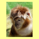 MONKEYS posters