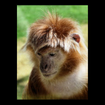 MONKEYS posters
