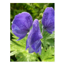 Monkshood Blossoms, Unalaska Island Post Cards
