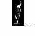 Ladies Baby Doll (Fitted)