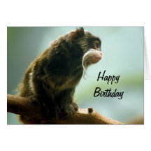 Mono del Tamarin Felicitacion