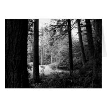 Monochrome Sunlit Hidden Meadow Card