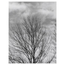 Monochrome Tree Top flyers