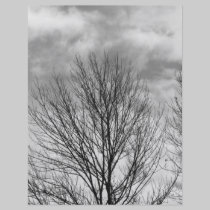 Monochrome Tree Top flyers