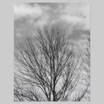 Monochrome Tree Top letterhead