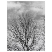 Monochrome Tree Top Letterhead Template