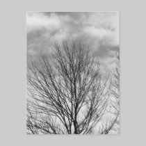 Monochrome Tree Top postcards