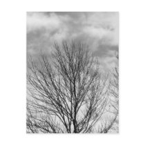 Monochrome Tree Top postcards