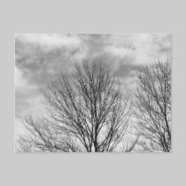 Monochrome Tree Top postcards