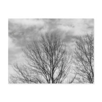 Monochrome Tree Top postcards