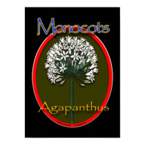 Monocot/agapanthus poster posters