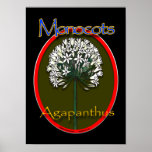 Monocot/agapanthus poster