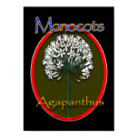 agapanthus, drid, monocot, monocotylonidae, lily