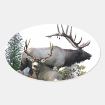 Monster bull trophy buck oval sticker
