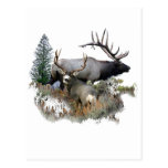 Monster bull trophy buck post cards