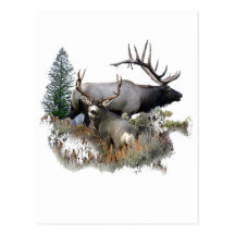 Monster bull trophy buck post cards