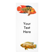 Monster Cichlid Fish Rack Card