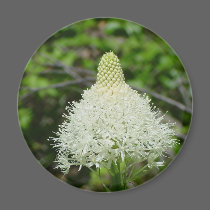 Montana Beargrass magnets by TenLakesRealty Montana Beargrass magnets