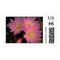 Montana Bitterroot Postage Stamps