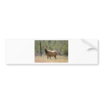Montana Deer bumper stickers