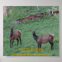 Montana Elk Posters