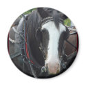 Montana Horse Photos magnets