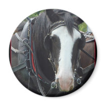 Montana Horse Photos magnets