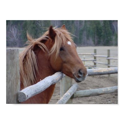 pictures of montana horse ranches