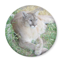 Montana Mountain Lion magnets by mtduo1 Montana Mountain Lion magnets
