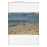 Montauk beach seagull love greeting card
