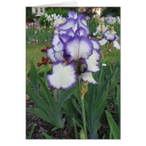Montclair Iris cards by LaurelRidge Montclair Iris cards