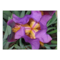 Montclair Iris cards by LaurelRidge Montclair Iris cards